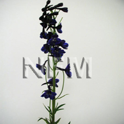 delphiniums dark blue flowers